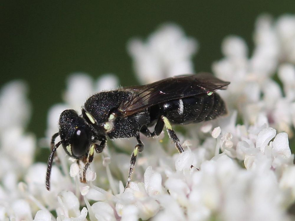 Penn State study finds 8 new bee species in Pennsylvania