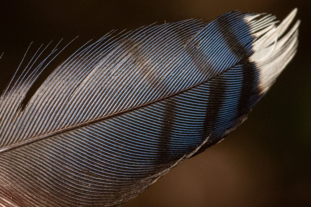 close up of a blue jay feather, a dark glossy blue with black stripes and white tip
