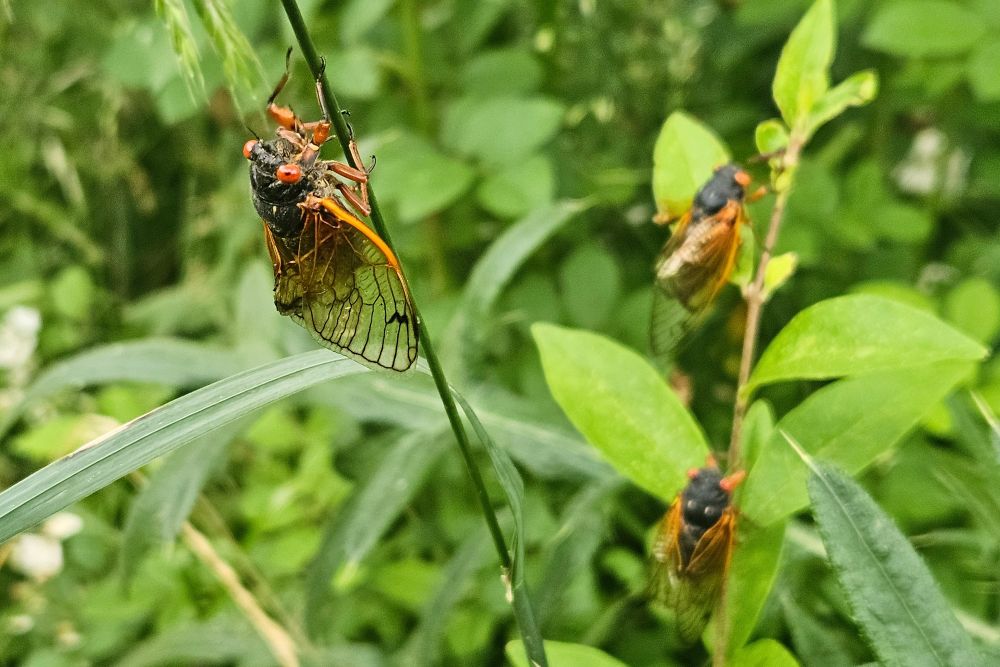 Three cicadas hanging on plant stems, one in the foreground, in focus in two in the background that are blurry