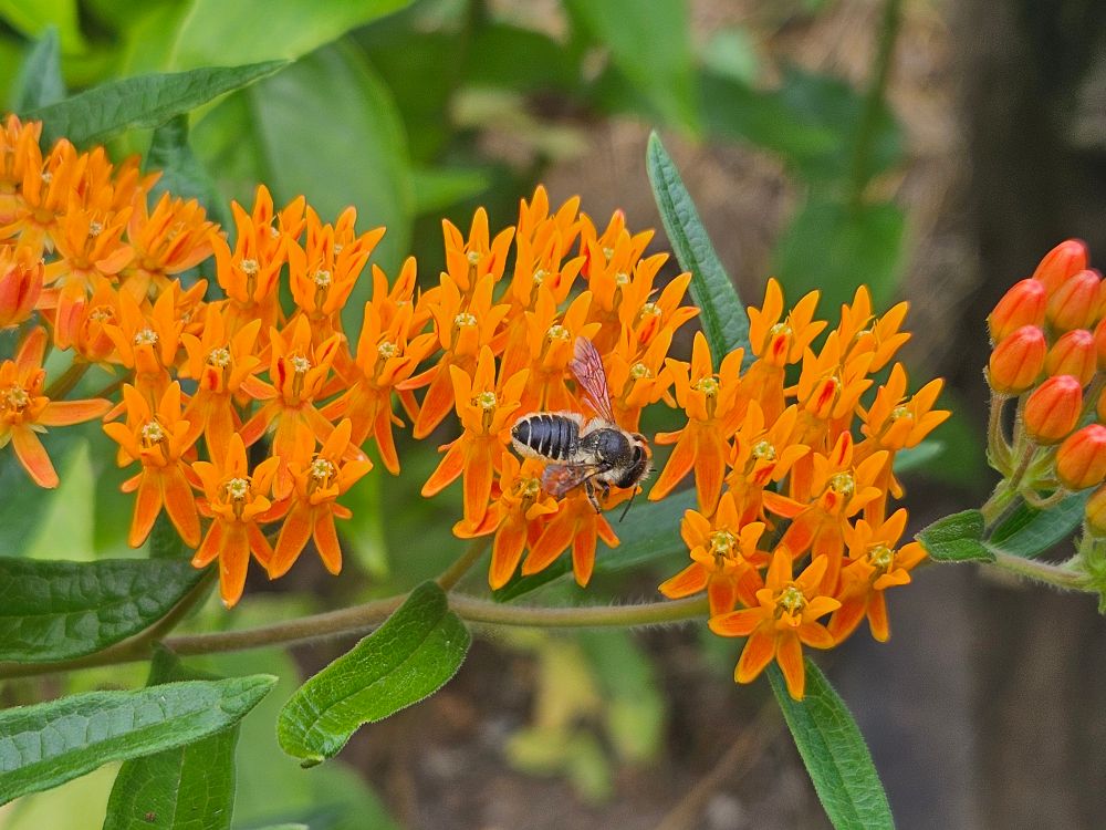 Chunky black bee with some tan fuzz on orange milkweed flowers 