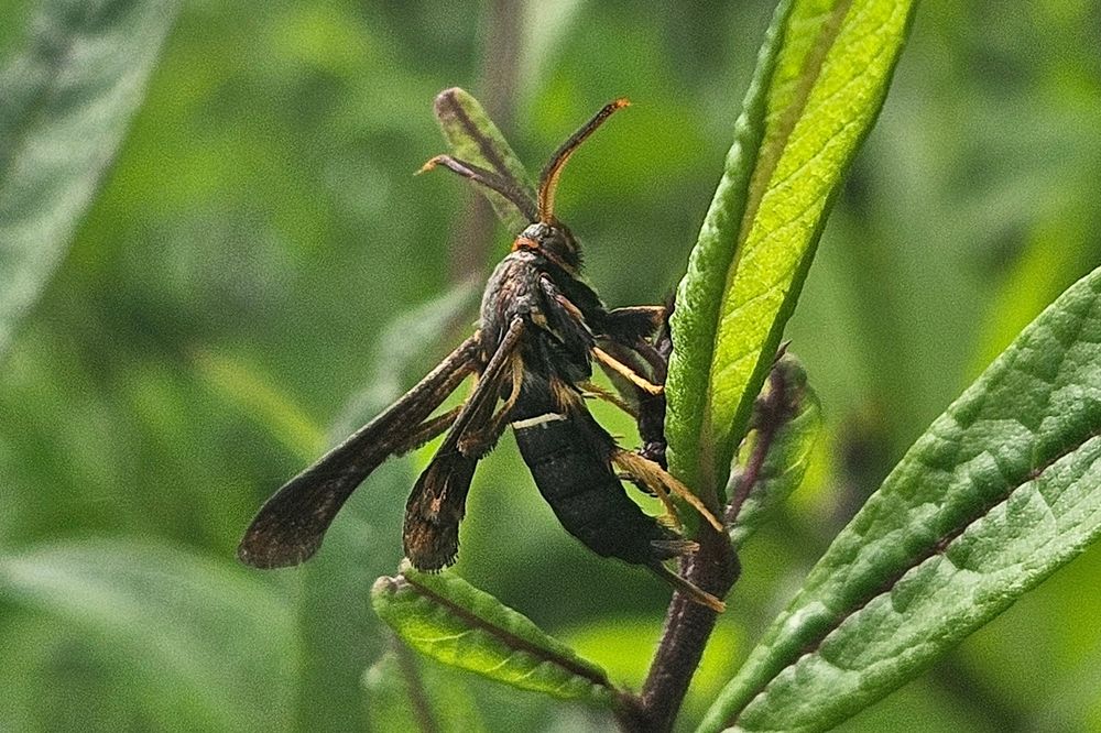 A brown moth shaped like vespid wasp including thin folded wings