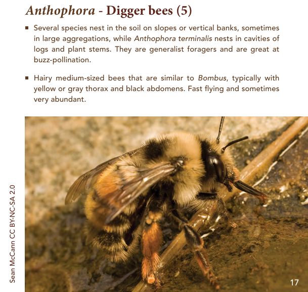 screenshot of bee guide book showing photo and text about Anthophora - Digger bees
