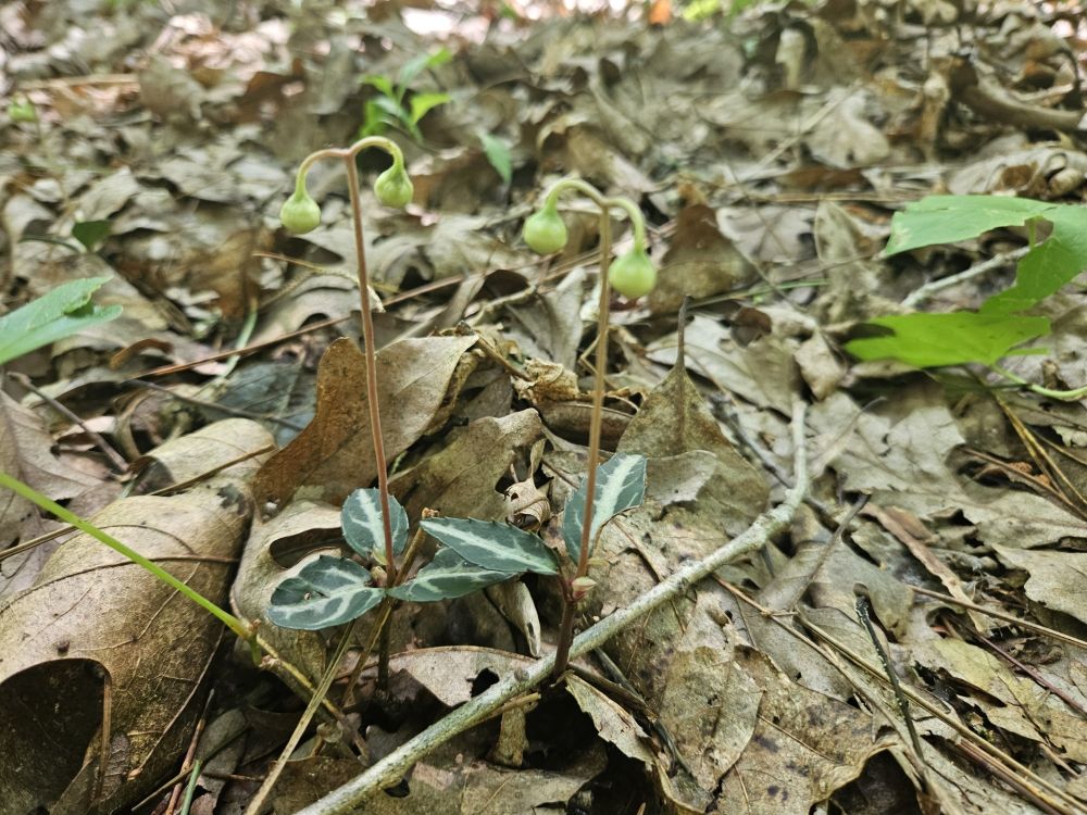 small forest flower with trio of dark green leaves with white stripes down mittle and tall stalk with 2 dangling berries 