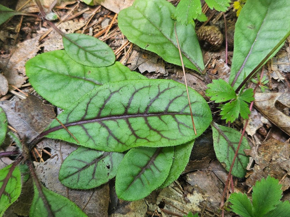Leaf of a hawkweed green, with dark red red veins