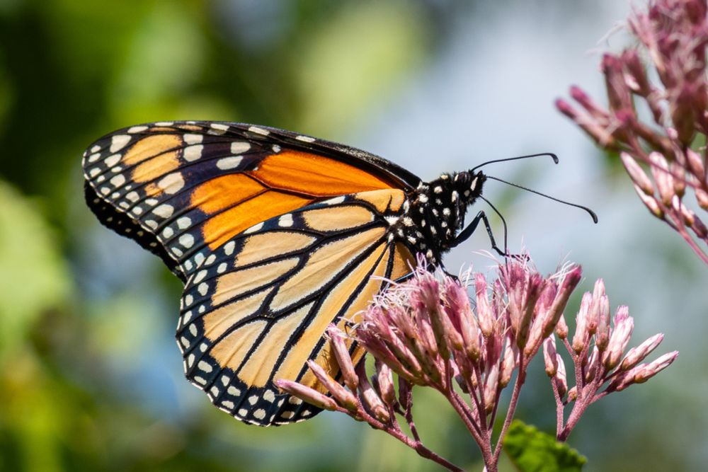 monarch butterfly (orange with black stripes and white spots) on purple flower with green and light blue blurry background 