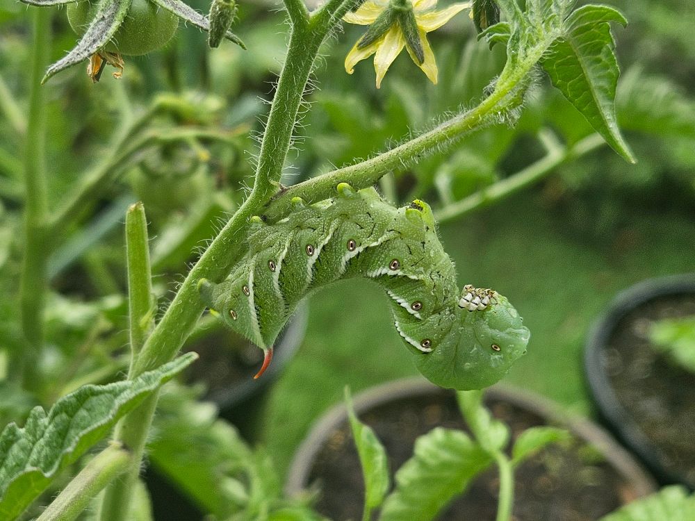 Green Tobacco hornworm caterpillar hanging on a tomatoes vine 