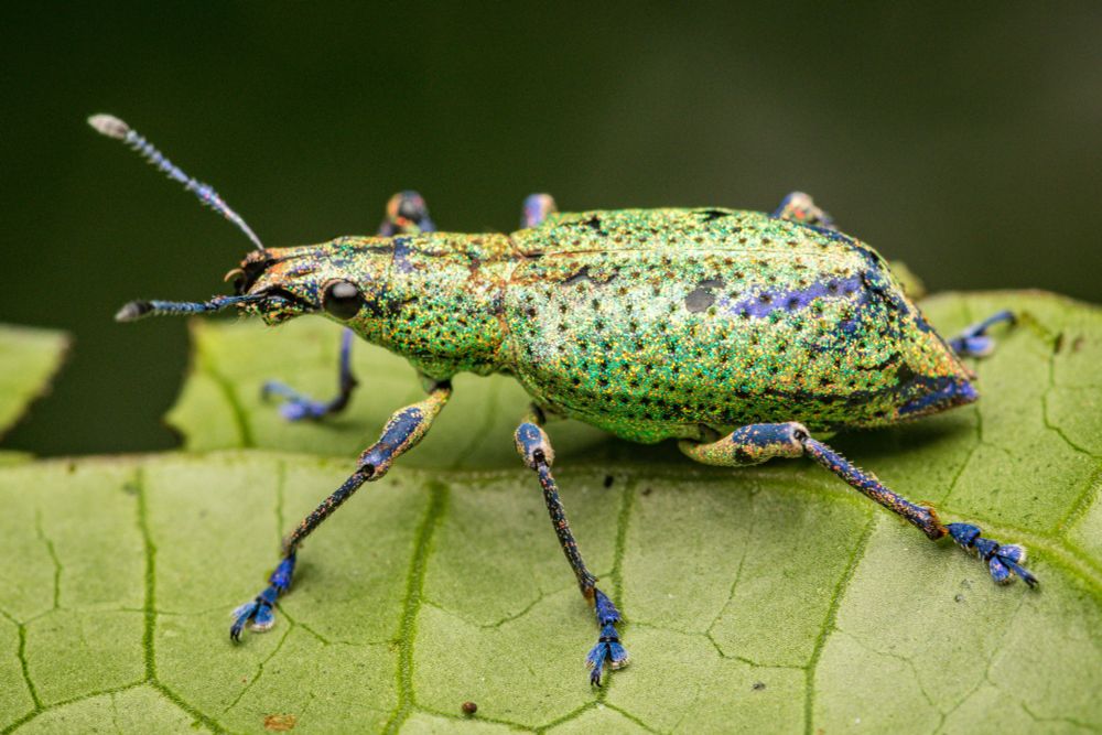 side view of weevil on a leaf, mostly light metallic green, flecks of yellow, and feet and knees dark blue
