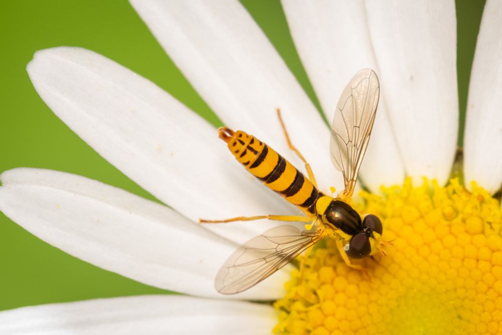 yellow and black syrphid fly on a yellow daisy flower with white petals and green background behind petals 
