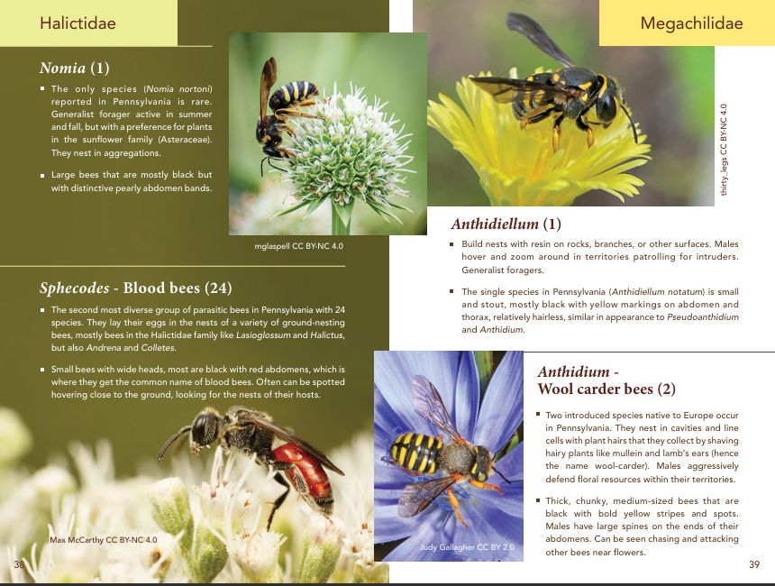 two pages from our been book, lots of of images and a bit of text for each bee genera 