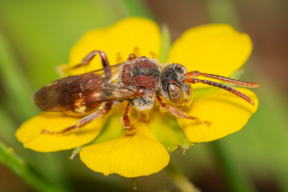 a waspy looking red bee on a yellow flower