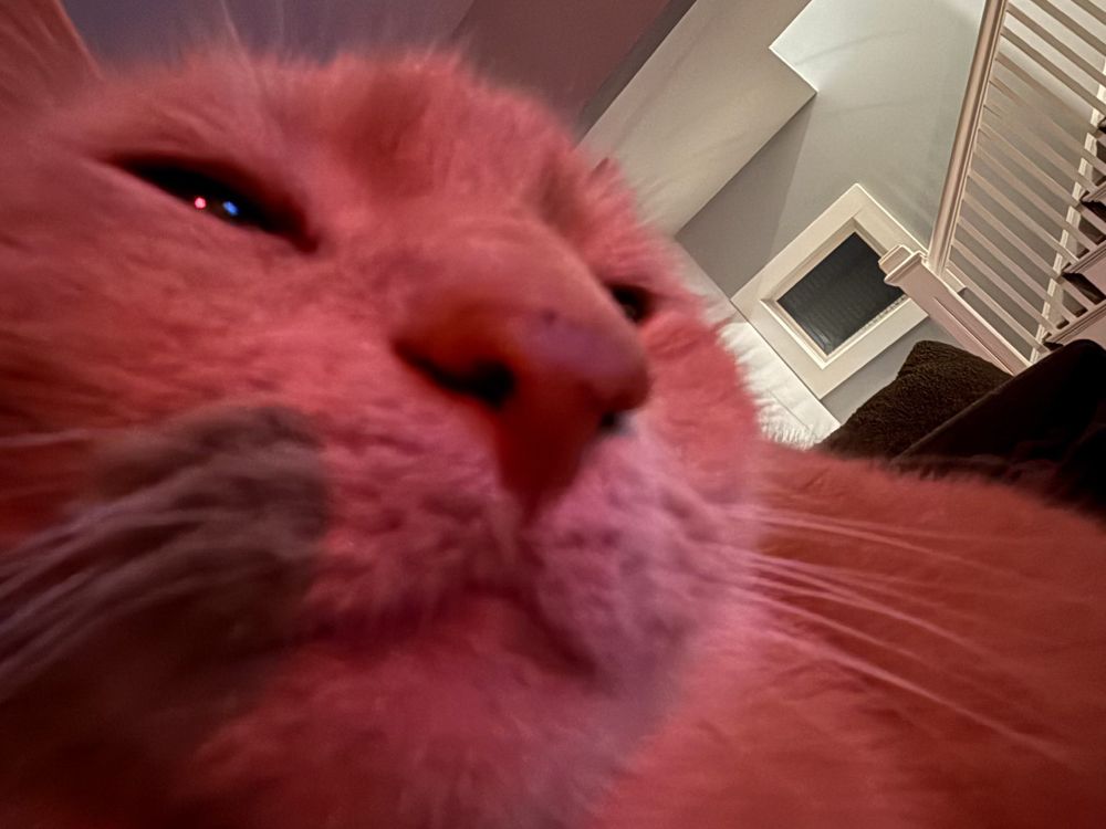 Cat face close up in a red tinted light 