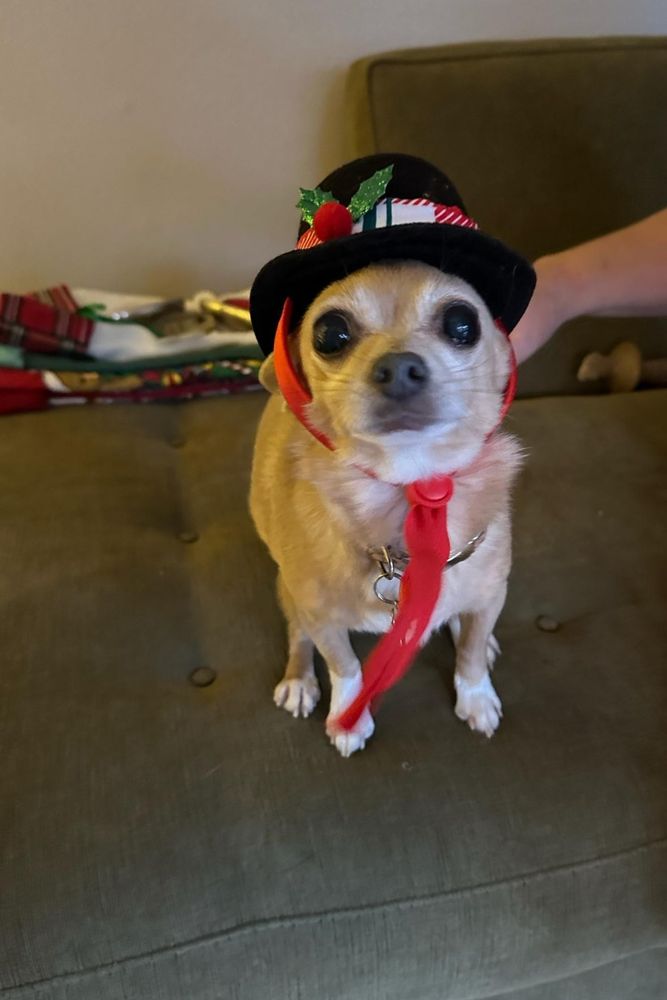 Photo of a chihuahua in a black hat with red and white striped ribbon and a holly sprig. 