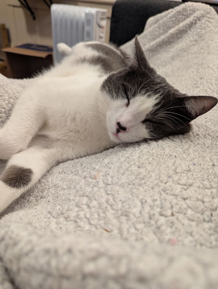 A cat stretched out sleeping the sleep of a kitten who has entirely exhausted himself playing. His trust is absolute.