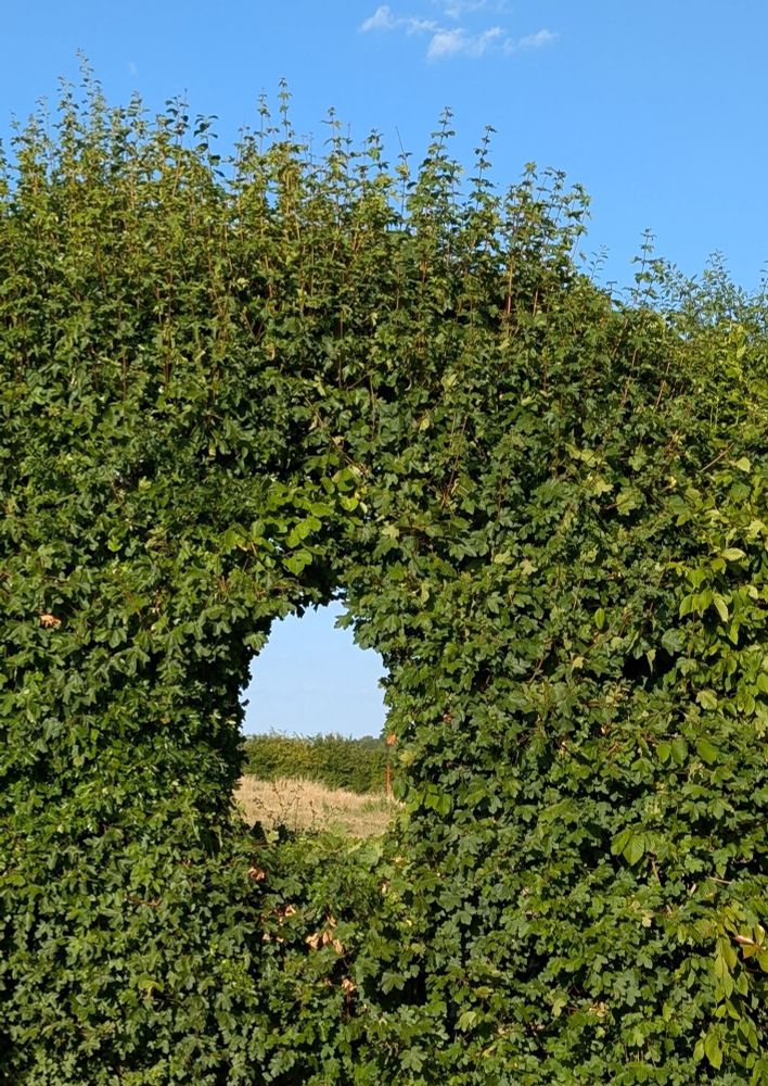 A thick green hedge with a small window cut out of the middle so you can see through to the field beyond. The sky above the hedge is blue with two small wisps of clouds.