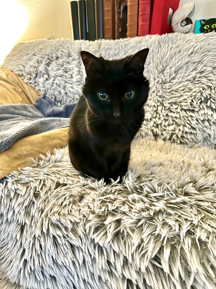 A tiny black cat sits on a furry blanket, although it is not her preferred blanket but merely a tolerable blanket. 