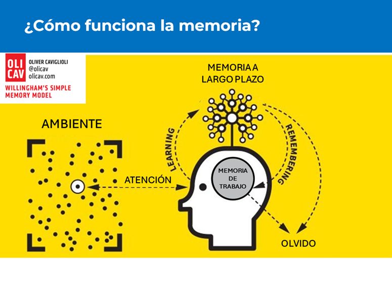 modelo de Willingham con los procesos de atención, aprendizaje, recuerdo y olvido, y las localizaciones: ambiente, memoria de trabajo y memoria a largo plazo.