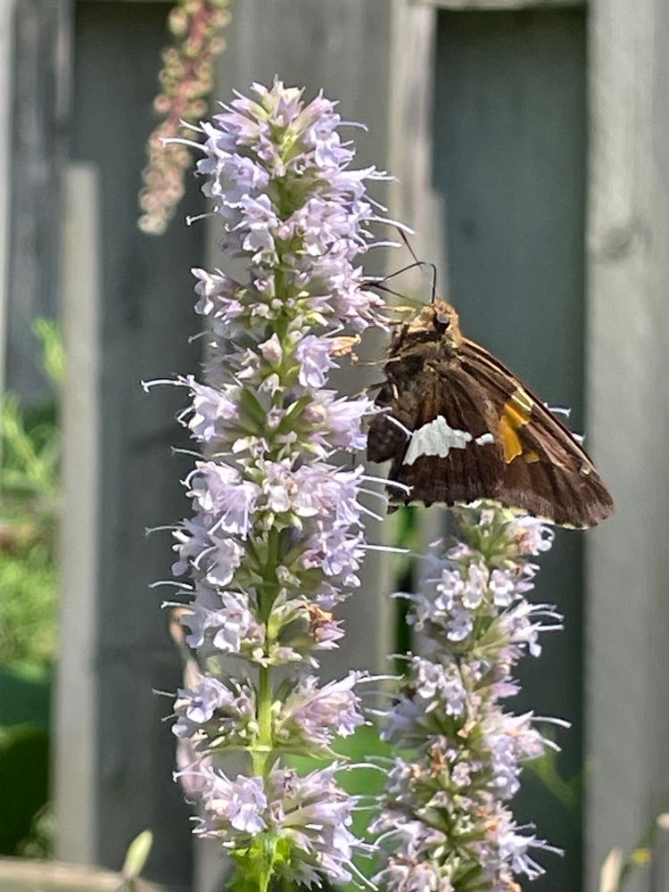 A brown, black and white butterfly sits on a flower stalk with light purple flowers.  