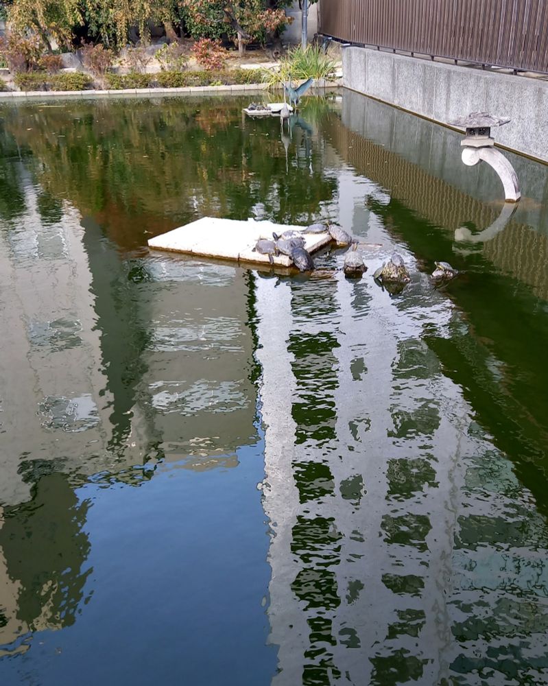 亀のいる池。池からあがったばかりの亀が日向ぼっこスポットの登り口で渋滞している
