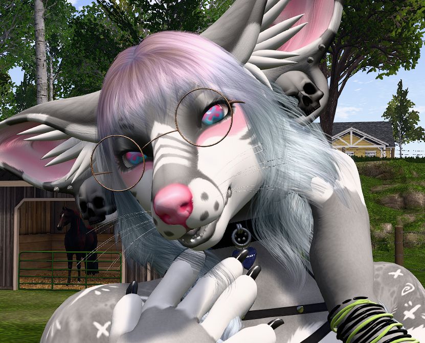 A Second Life screenshot featuring a grey furry avatar wearing the Cerberus Fidget's Doggo head, with pink and purple hair and glasses, with a full lower lip.