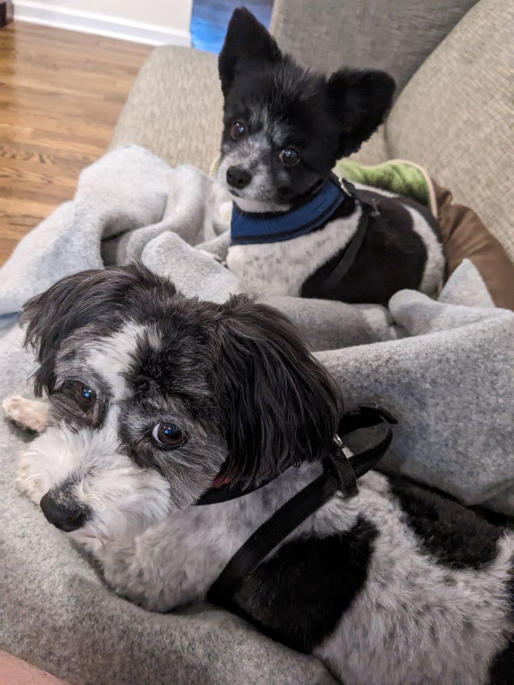 Two dogs looking at the camera. They are very cute. 