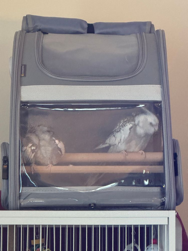 Two cockatiels, Onyx and Quicksilver, look around the interior of their backpack carrier