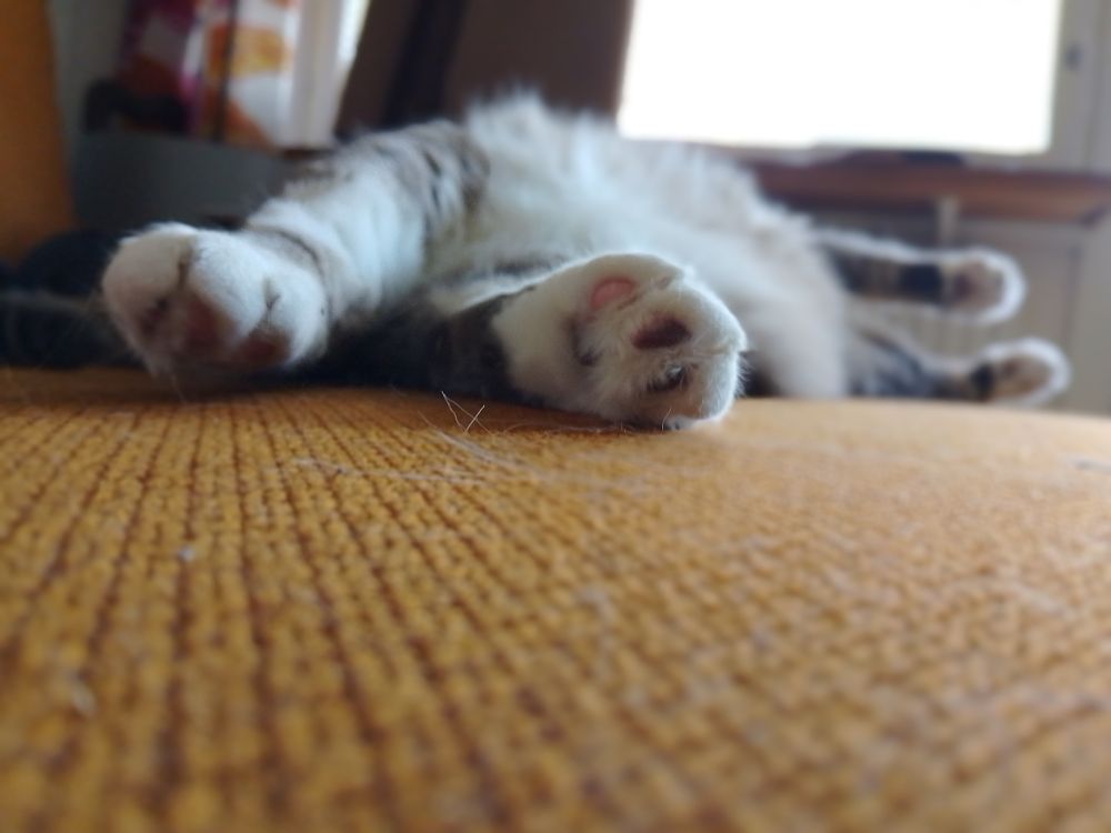Tilda Kitty in Repose, Hot Summer Day Without AC