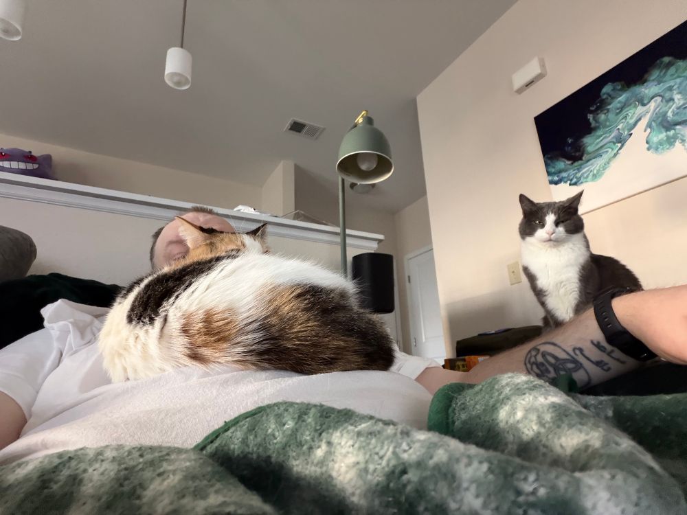 Calico cat sits on human belly to assert dominance while other cat stares blankly into space. 