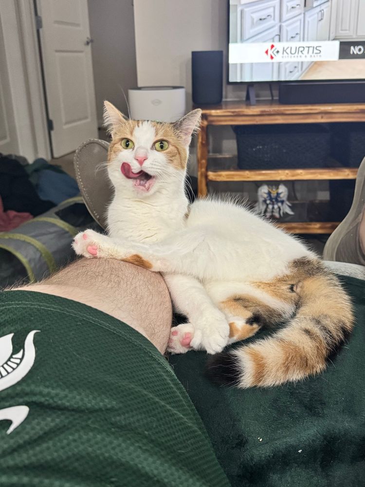 Three legged calico female cat Clare. Rescued by Colony Cat Club of Detroit. 