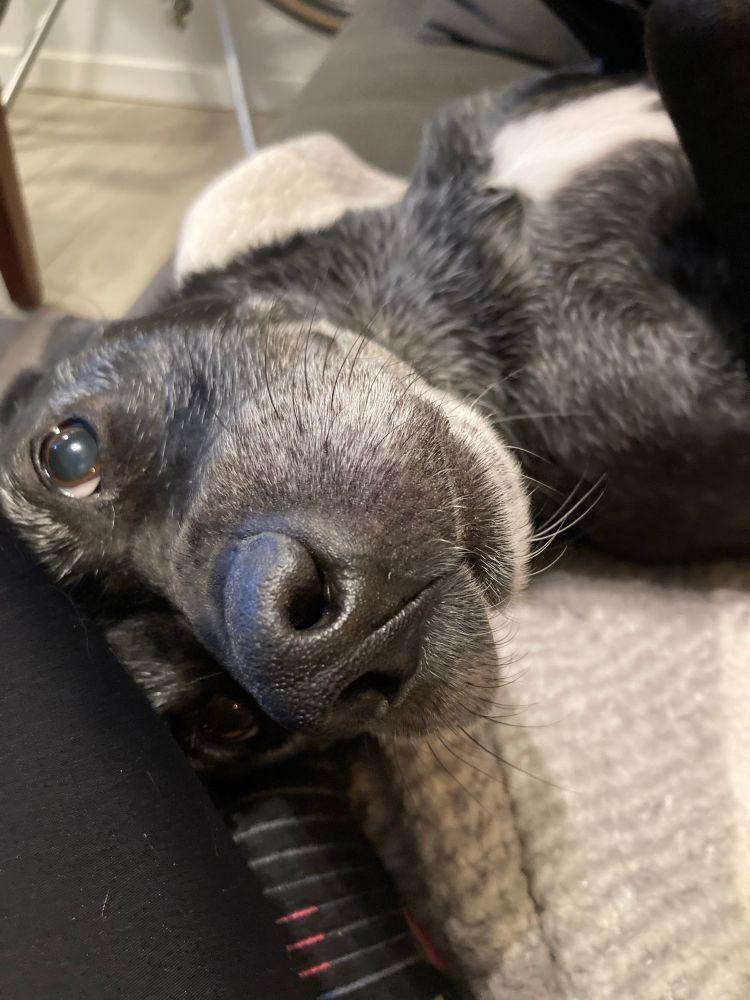 A black lab lying down being comfy!