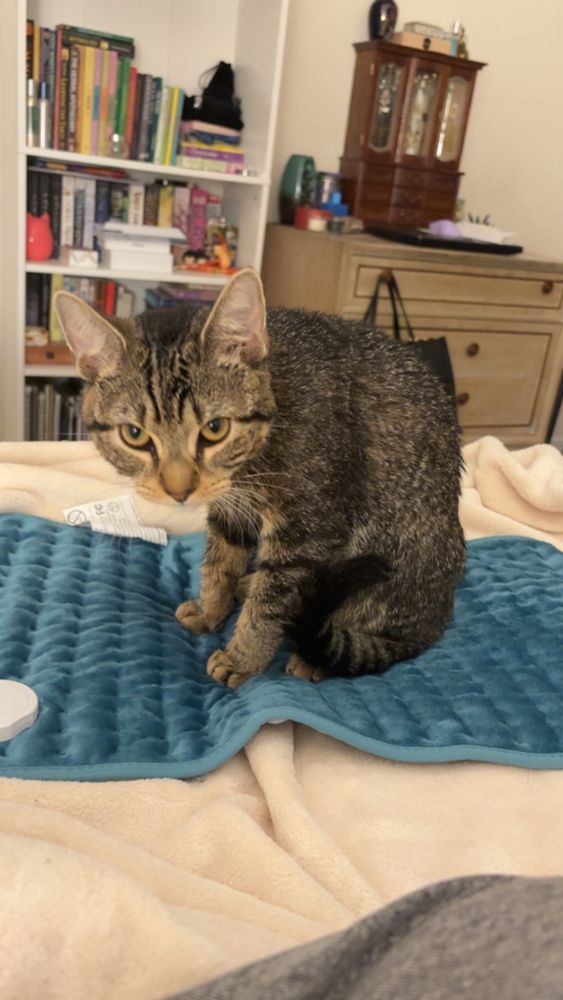 My tabby kitten sitting on a blue heating pad on my bed