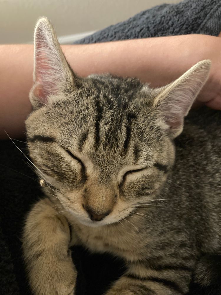 Pic of my tabby cat Oli 