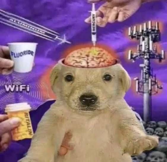 meme do cachorro recebendo injeção no cérebro por causa de wifi