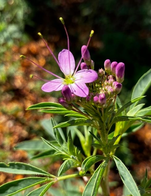 A close up of a single flower open on a bee bush. The flower is purple, has 4 petals and 5 stamen radiating from the green yellow center. The flower is surrounded by a dozen closed purple flowers that will hopefully open soon.