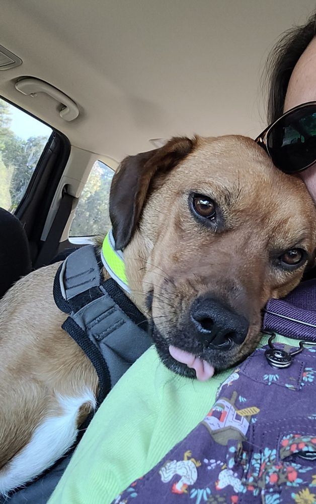 Brown dog leaning tongue sticking out