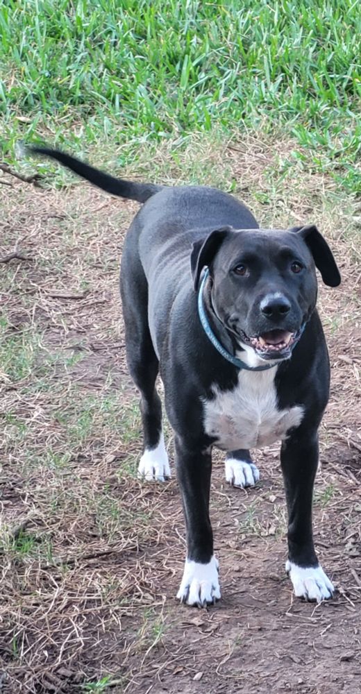 Black and white dog in a yard
