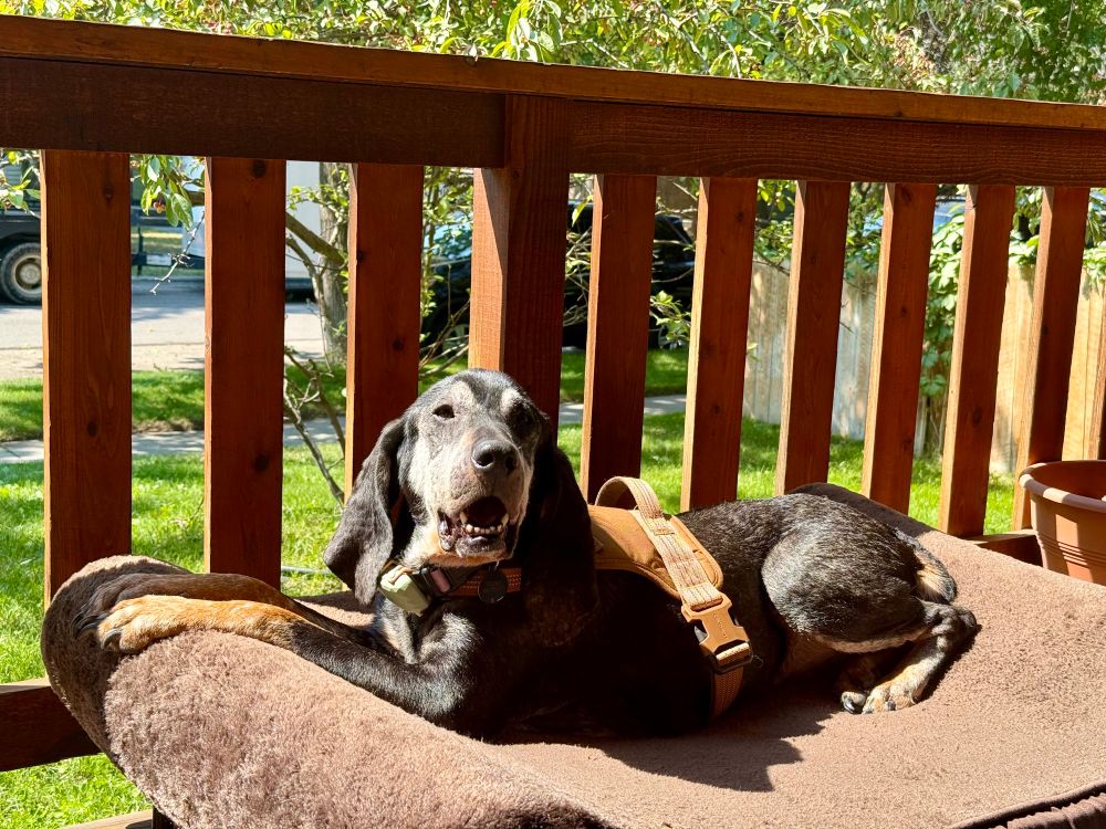 Thelma the black and tan coonhound is laying on her dog bed on the front porch and smiling at the camera 
