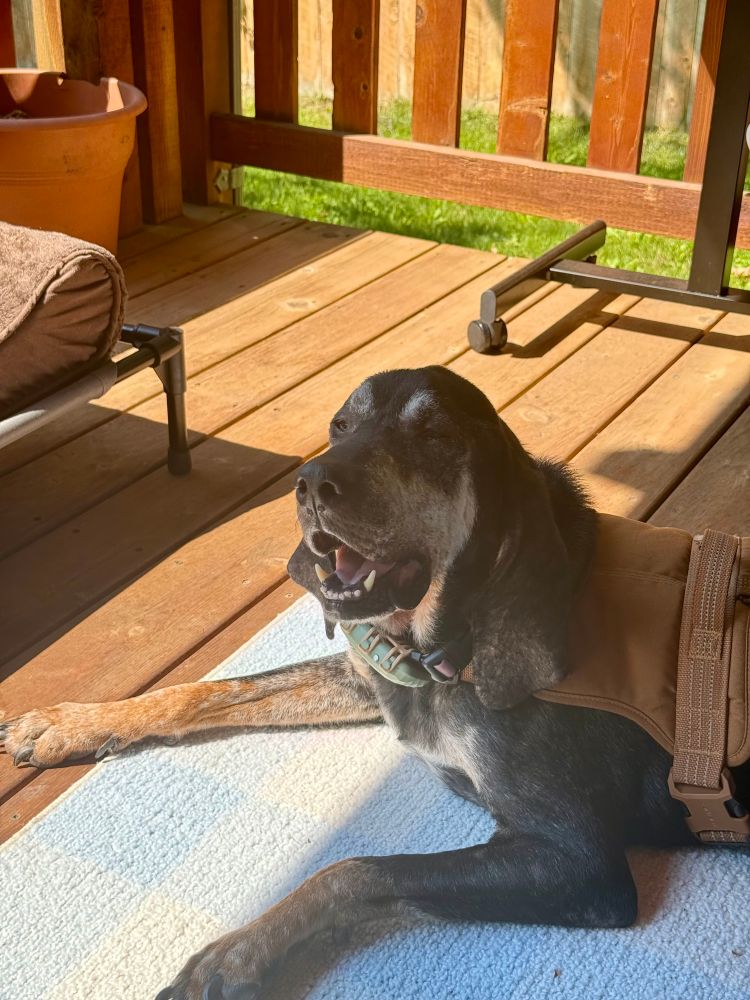 Thelma has moved to lay in the shade but doesn’t want to go inside yet. Her smile is smiling