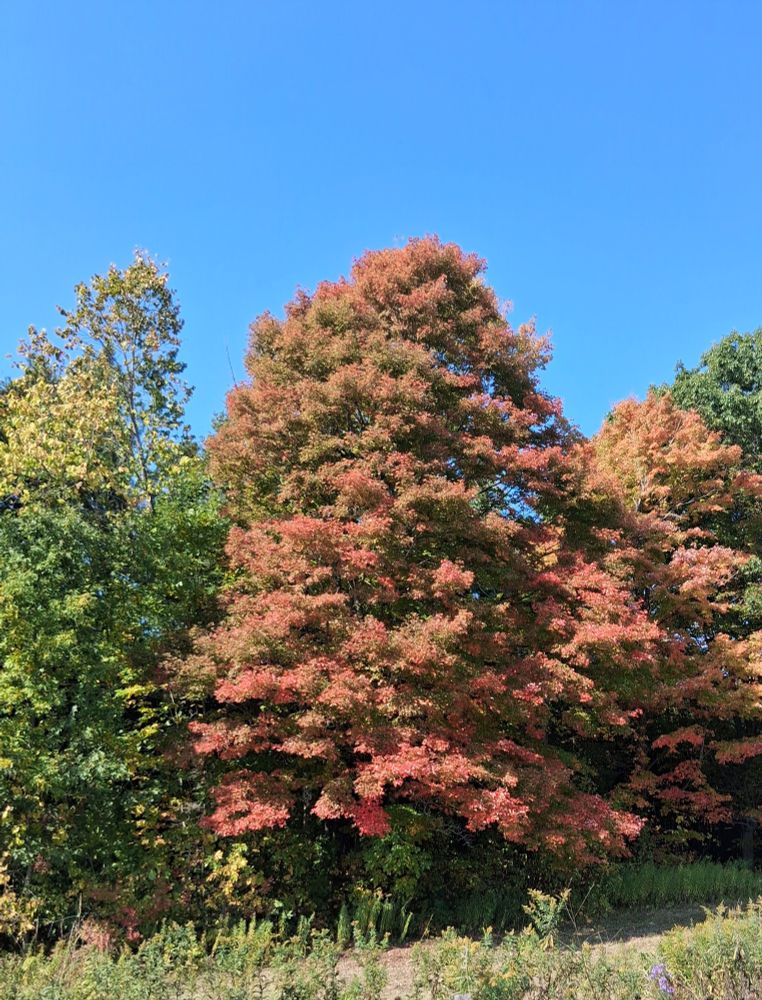 Same trees, different angle