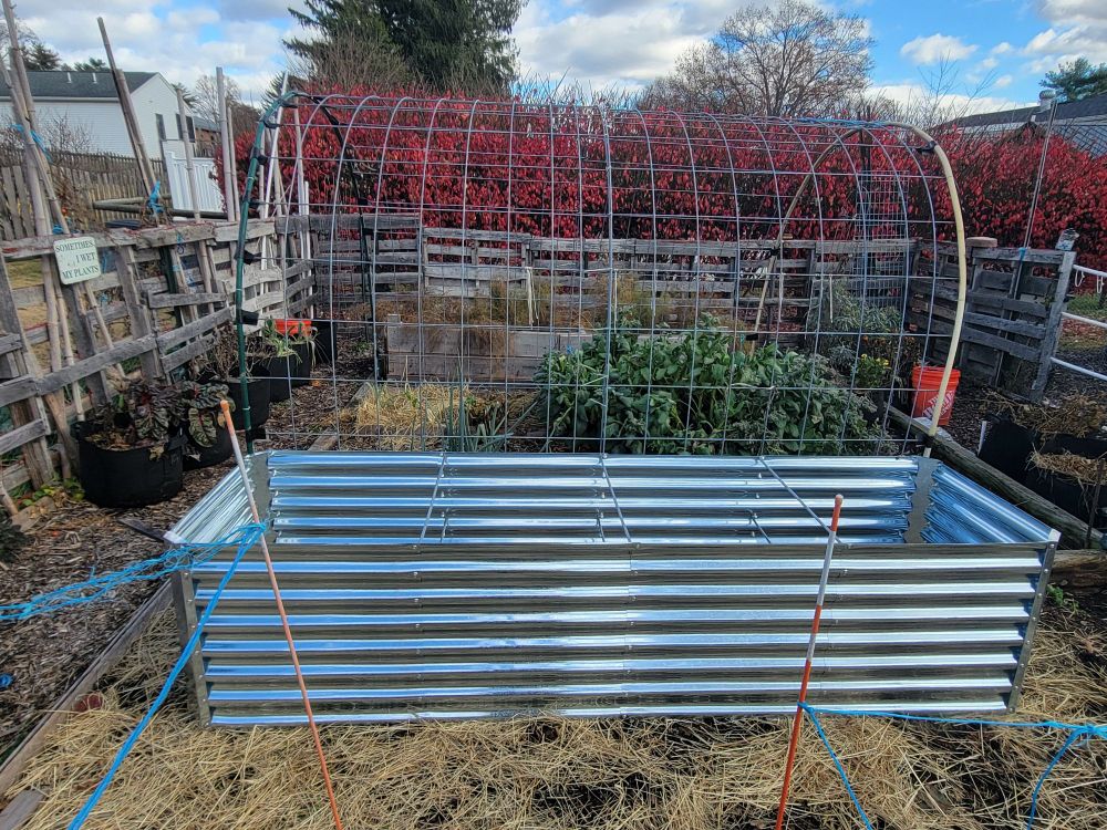 Metal garden bed from the side, next to a cattle panel trellis 