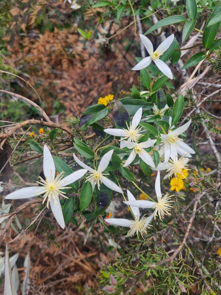 Delicate white flowers