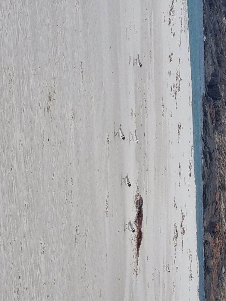 Hooded Plovers on beach
