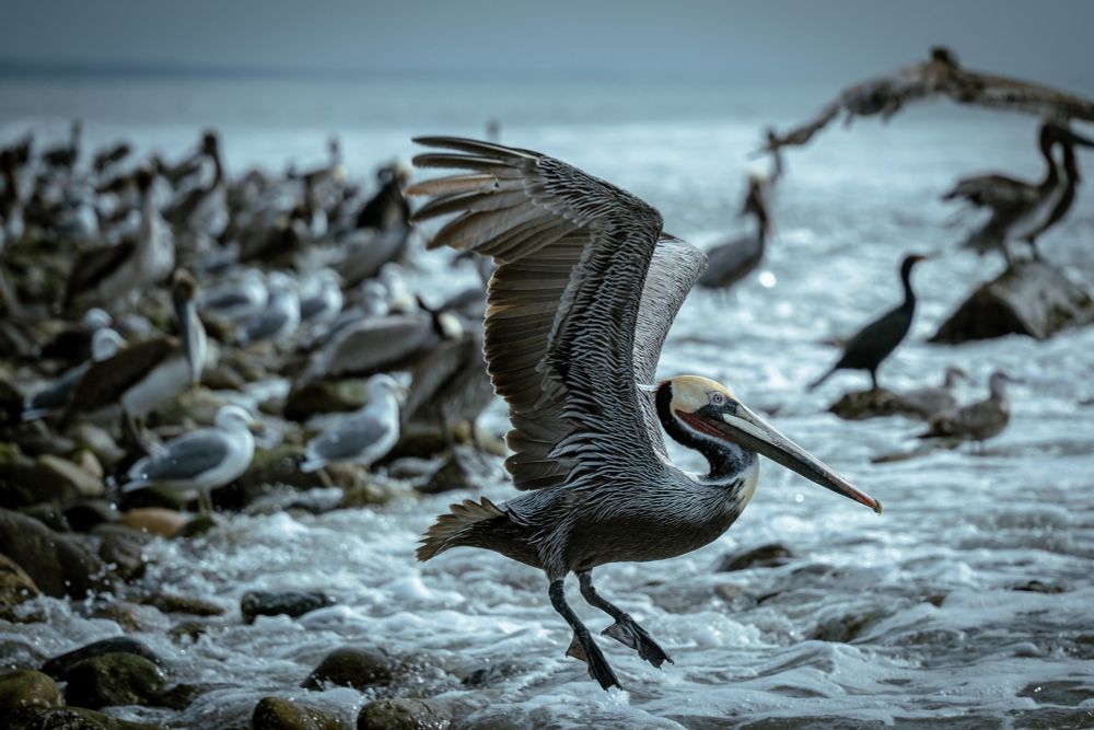 A pelican takes flight as a wave washes over a seabird covered rocky shore