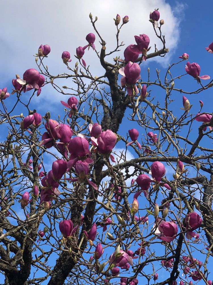 Magnolia blossoms against a blue sky 