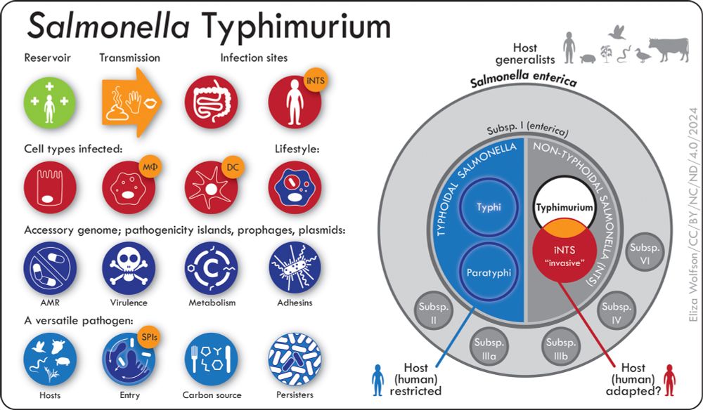 The taxonomy & lifestyle of Salmonella Typhimurium