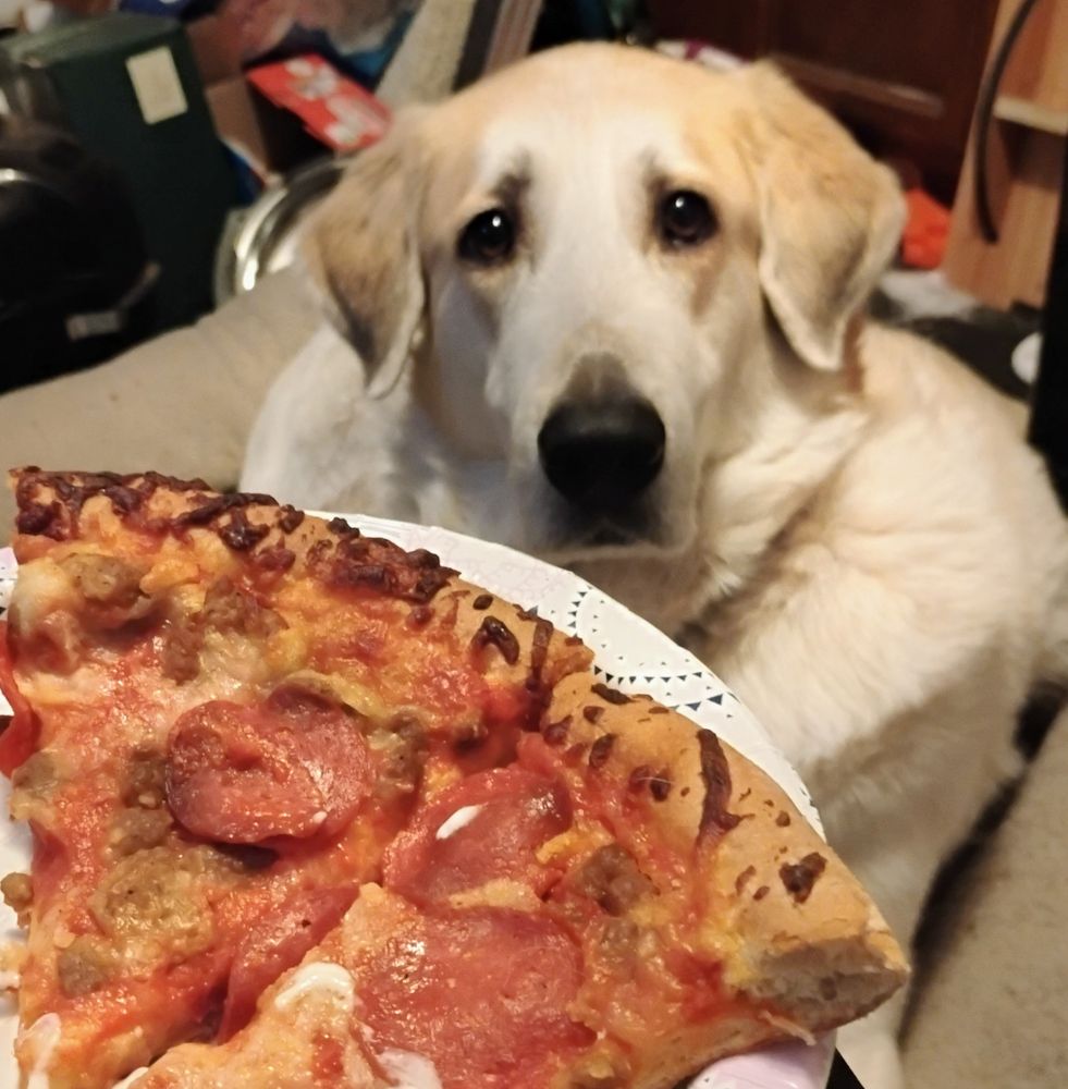 A great Pyrenees with a white face a brown ears gazes longingly at a plate with two slices of Pizza 