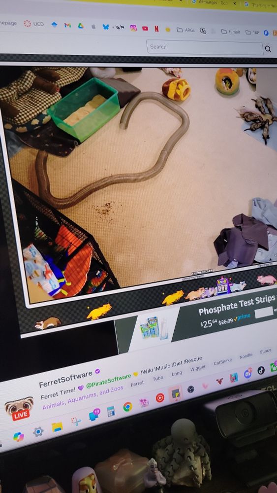 A screenshot of the FerretSoftware twitch stream, which shows love feeds of the Ferret Software ferrets rescue.