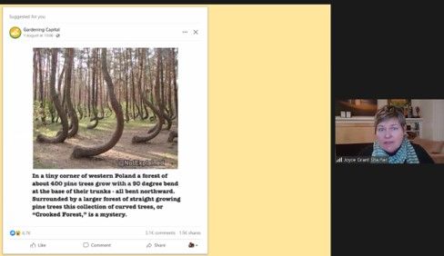 Joyce Grant on a Zoom talking about fake news, with a post about an unusual forest in Poland where the trees have a 90-degree bend in them (spoiler: it's real)