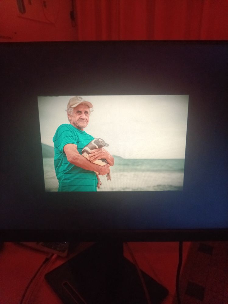 TV screen showing photo of old man in green T-shirt and white cap holding a penguin in his arms, sea in the background. 