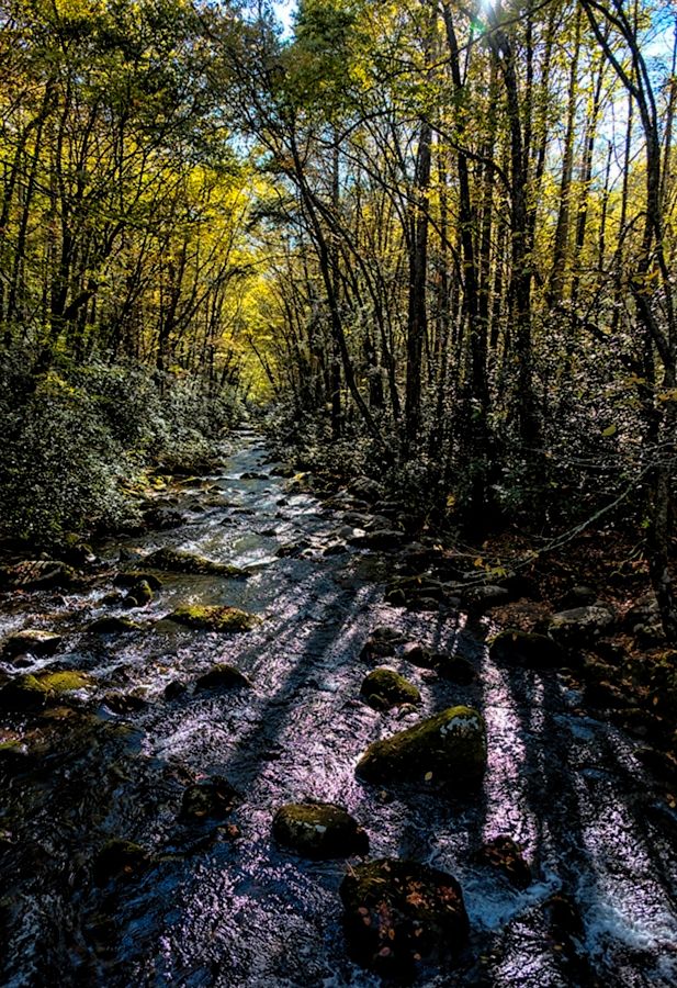 A stream in the Smoky Mountains,  with sunlight shining through the trees