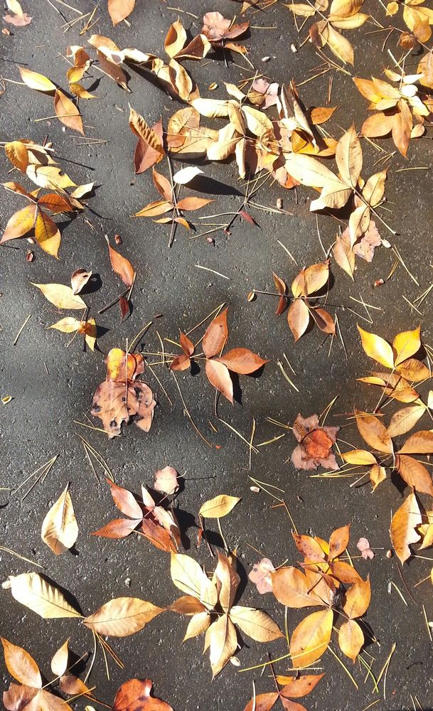 Autumn leaves, scattered on the sidewalk.